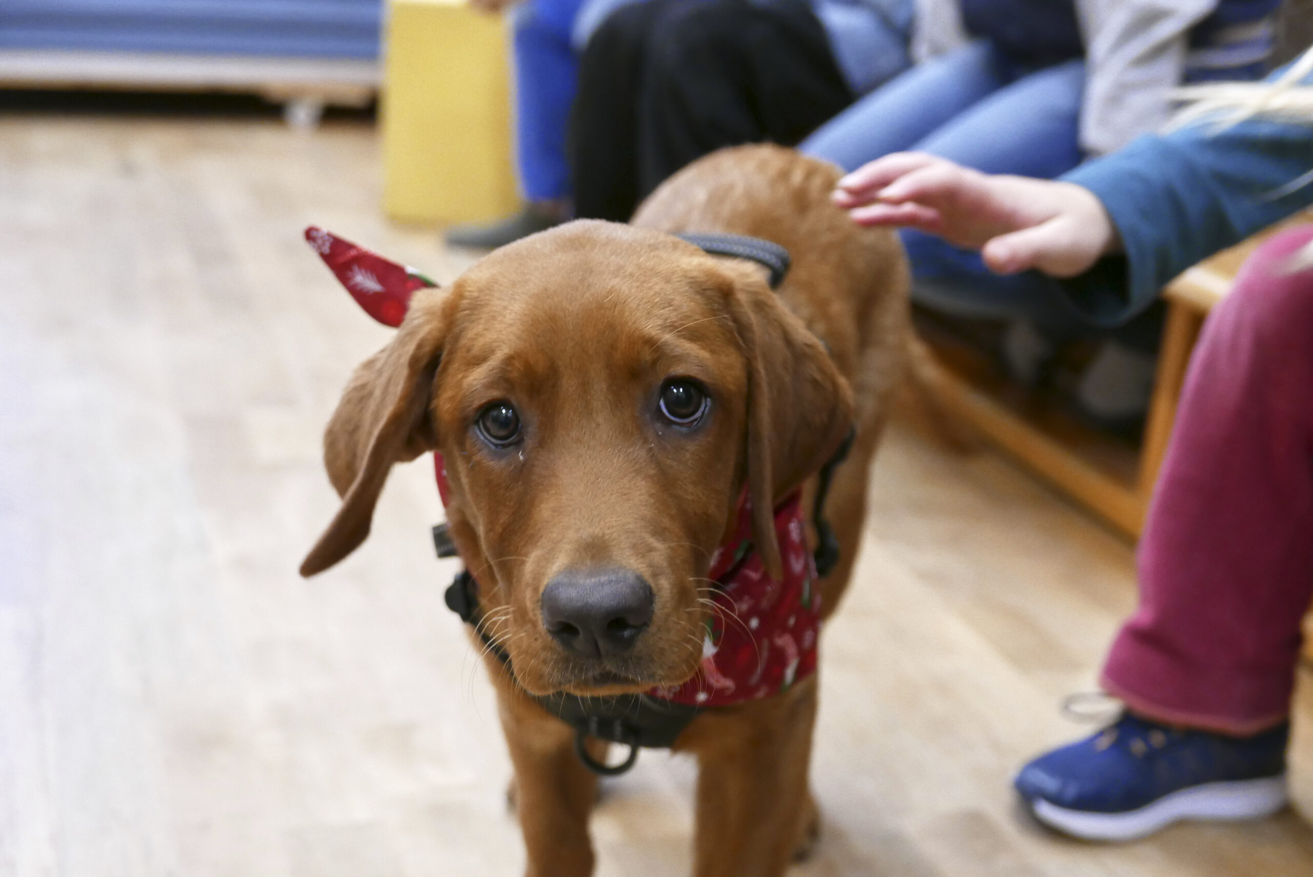 24-12-19 Therapiehunde_011