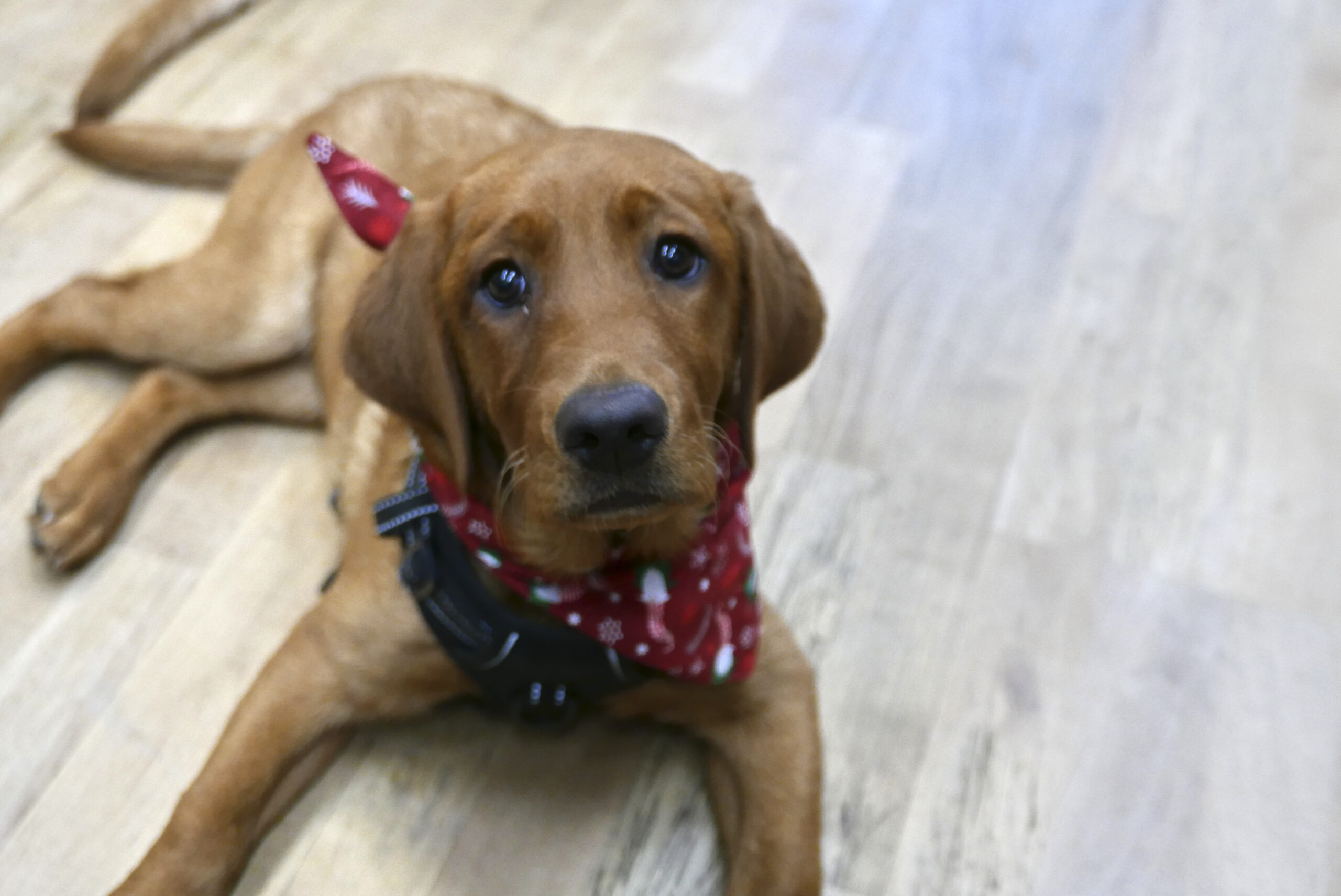 24-12-19 Therapiehunde_012